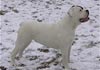 American Bulldog Hund