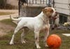 American Bulldog Hund