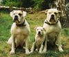 American Bulldog Hund