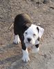 American Bulldog Hund