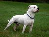 American Bulldog Hund