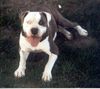 American Bulldog Hund