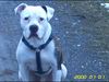 American Bulldog Hund