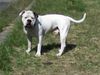 American Bulldog Hund