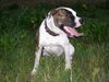 American Bulldog Hund