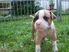 American Bulldog Hund