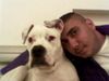 American Bulldog Hund