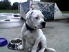 American Bulldog Hund