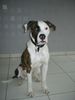 American Bulldog Hund