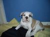 American Bulldog Hund