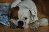 American Bulldog Hund