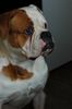 American Bulldog Hund