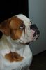 American Bulldog Hund