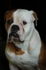 American Bulldog Hund