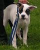 American Bulldog Hund