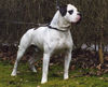 American Bulldog Hund