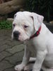 American Bulldog Hund