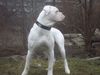 American Bulldog Hund