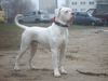 American Bulldog Hund