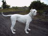 American Bulldog Hund