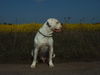 American Bulldog Hund