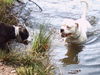 American Bulldog Hund