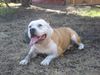 American Bulldog Hund