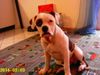 American Bulldog Hund