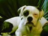 American Bulldog Hund