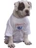 American Bulldog Hund