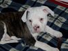 American Bulldog Hund