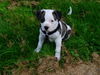 American Bulldog Hund