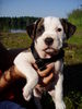 American Bulldog Hund