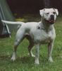 American Bulldog Hund