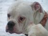 American Bulldog Hund