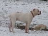 American Bulldog Hund