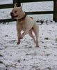 American Bulldog Hund