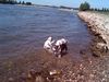 American Bulldog Hund