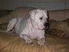 American Bulldog Hund