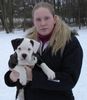 American Bulldog Hund