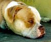 American Bulldog Hund