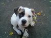 American Bulldog Hund