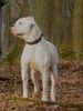 American Bulldog Hund