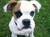 American Bulldog Hund