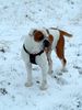 American Bulldog Hund