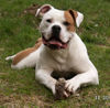 American Bulldog Hund