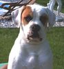 American Bulldog Hund