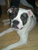 American Bulldog Hund