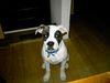 American Bulldog Hund