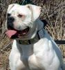 American Bulldog Hund